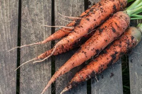 Fresh carrot bunch on  rustic  table Stock Photos