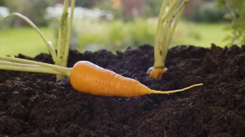 Fresh carrot on the ground Stock Footage 137816662