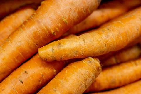Fresh carrots for baking, cooking and putting in the salad Stock Photos