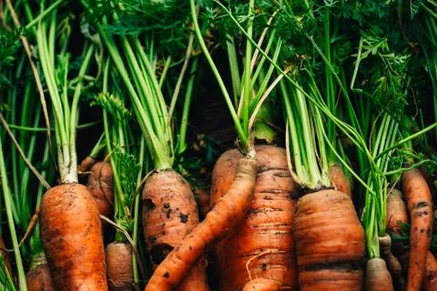 Fresh carrots close-up on a wooden background Stock Photos