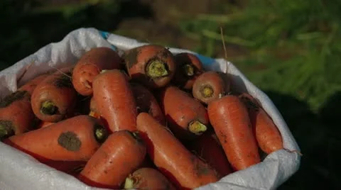 Fresh Carrots Stock Footage 22304425