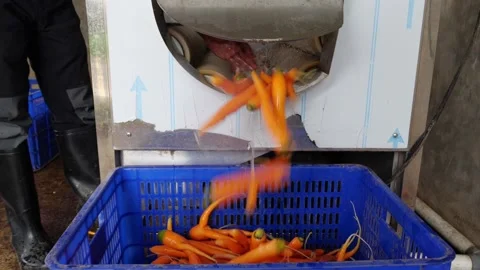 A Fresh Carrots Stock Footage 131715353