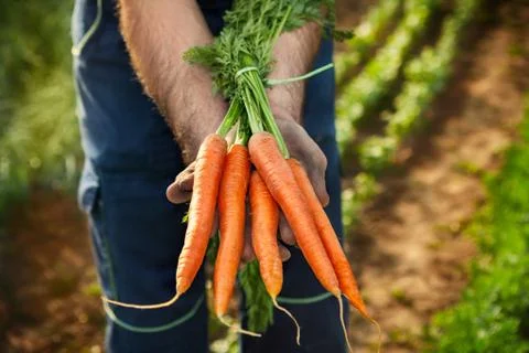 Fresh carrots in hands Stock Photos