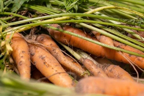 Fresh carrots just pulled out of the ground, close-up. Stock Photos