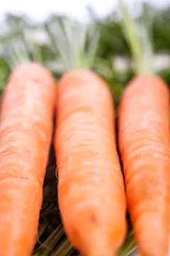 Fresh carrots Stock Photos