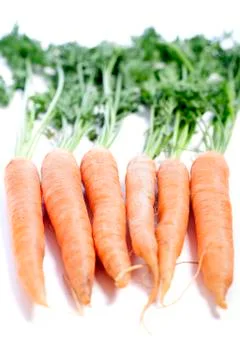 Fresh carrots Фото