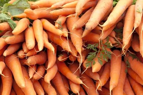 Fresh carrots Stock Photos