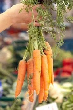 Fresh carrots Stock Photos