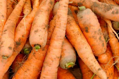 Fresh carrots Stock Photos