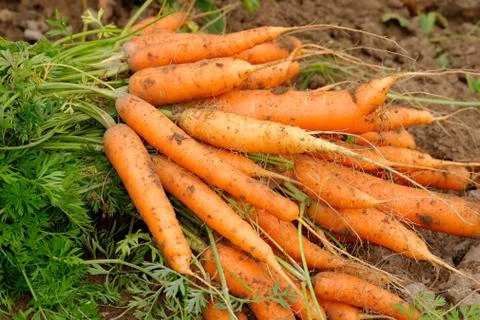 Fresh carrots Stock Photos