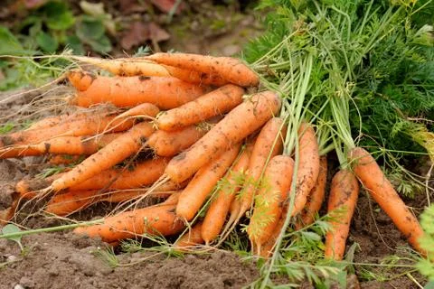 Fresh carrots Stock Photos