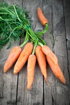 Fresh Carrots Фото