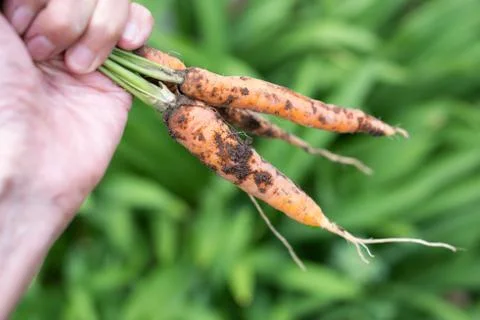 Fresh carrots Stock Photos