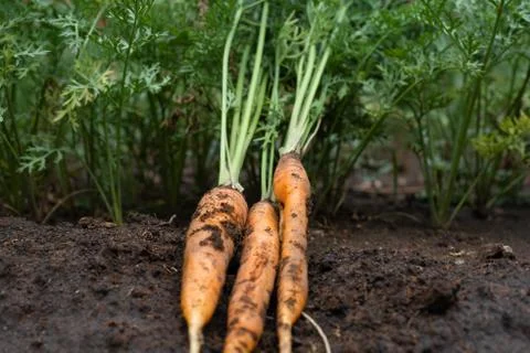 Fresh carrots Stock Photos