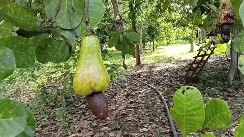 Fresh Cashew Apple Hanging On Tree Branch 動画素材 335275472