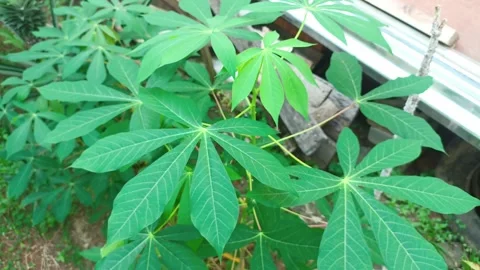 Fresh cassava leaves on the tree. Cassava leaves blowing in the wind. 스톡 동영상 280452859