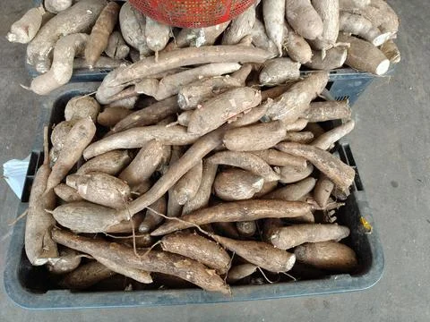 Fresh cassava Stock Photos