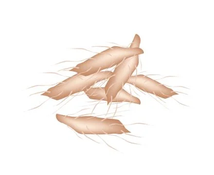 Fresh Cassava Root on A White Background Stock Illustration