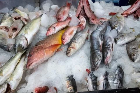 Fresh Catch of Assorted Fish on Ice at a Market Display Stock-Fotos