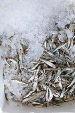 Fresh catch big-scale sand smelt or Atherina boyeri at Greek fish market Stock Photos