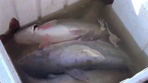Fresh catch cat fish in  ice chest. Stock Footage 135425816
