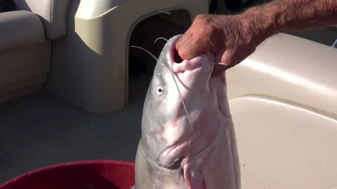 Fresh catch cat fish in  ice chest. Stock Footage 135425834
