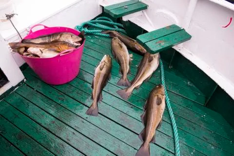 Fresh catch cod on the boat, ocean and sea fishing, Iceland Stock Photos
