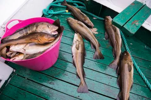 Fresh catch cod on the boat, ocean and sea fishing, Reykjavik, Iceland Stock Photos