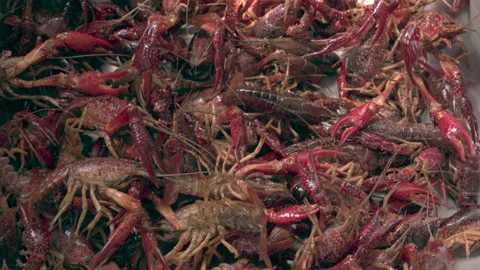 Fresh Catch Crawfish Stock Footage 196259130