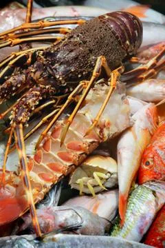 Fresh catch of fish Stock Photos