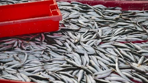 Fresh Catch Flopping in Full Frame with Red Sorting Basket in Corner Stock Footage 310398104