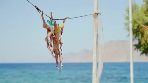 Fresh catch of octopus drying outside a typical taverna restaurant in Greece Stock Footage 220524397