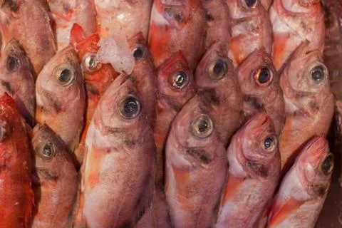 Fresh catch. Stock Photos