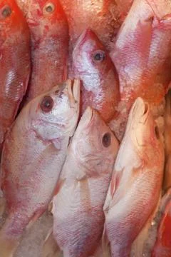 Fresh catch. Stock Photos