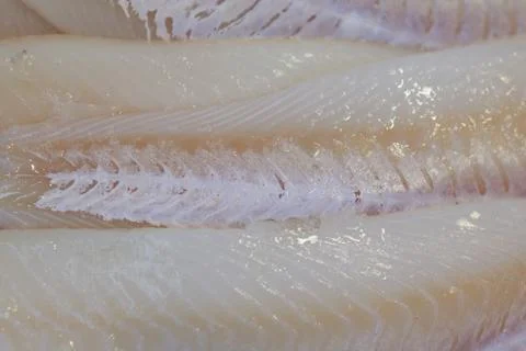 Fresh catch. Stock Photos