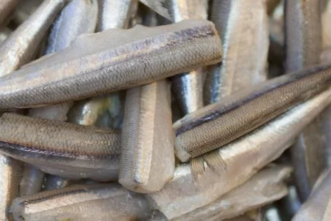 Fresh catch. Stock Photos