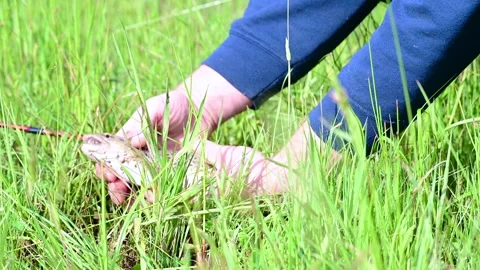 Fresh catch rainbow trout Stock Footage 310176294
