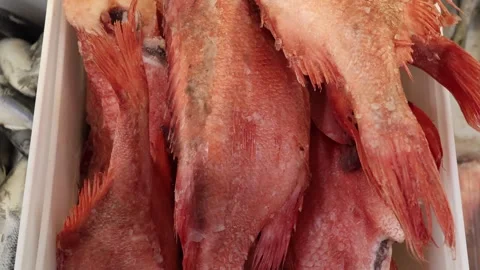 Fresh catch of red snapper ready for preparation at local market 스톡 동영상 296147867