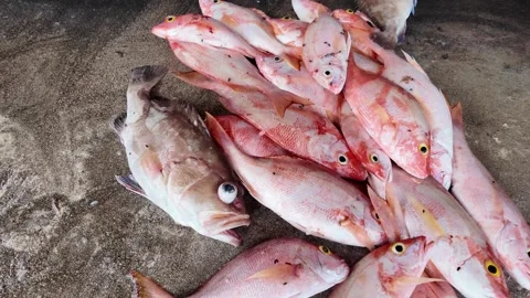 Fresh Catch Of Red Snappers And Grouper On Rustic Fish Market Floor Stock Footage 334640541