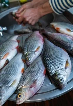 Fresh catch of roach, group of fish lie on a metal sink Stock Photos