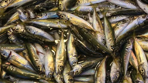 Fresh catch of shiny sardine on fish market Stock Footage 59654363