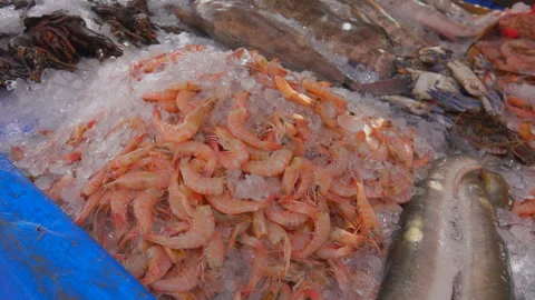 Fresh catch of shrimp, eel and crab Stock Footage 91026641