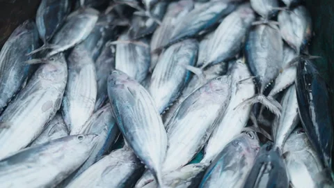 Fresh catch of Skipjack Tuna in a large container at the market today Video stock 328027023