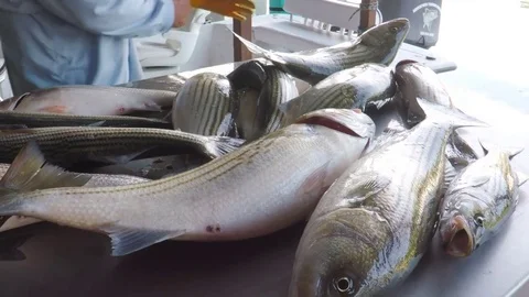 Fresh catching sriped bass on a table. Stock-Footage 77579519