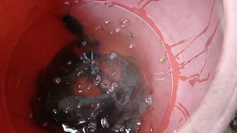 Fresh catfish collected in a plastic bucket, showcasing a common freshwater fish Stock Footage 340166658