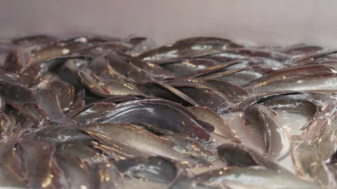 Fresh Catfish Displayed on Ice at Thai Seafood Market Stock Footage 309930485