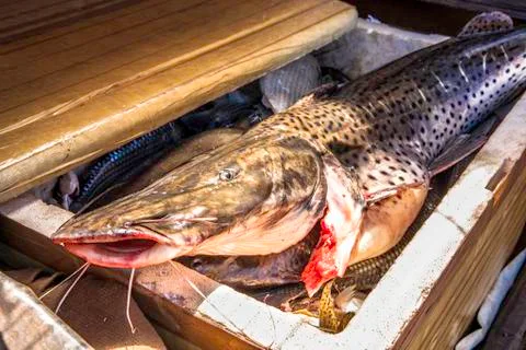 Fresh catfish inside a Styrofoam box in Brazil Stock Photos