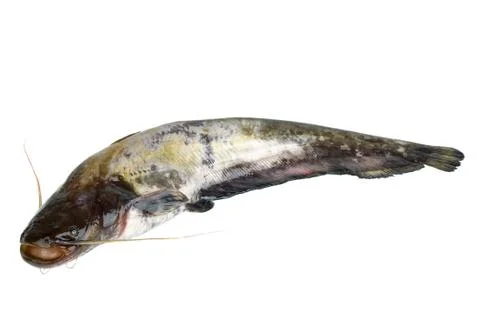 Fresh catfish Foto stock