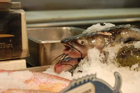 Fresh Catfish Foto stock