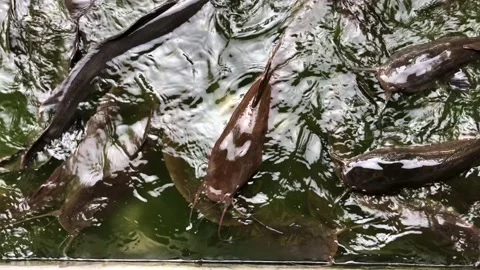 Fresh catfish in the water Stock-Footage 109321600